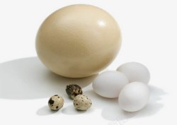鸵鸟蛋鸡蛋鹌鹑蛋素材