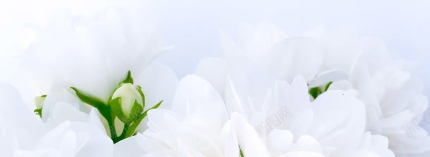 白色花朵唯美清新背景banner背景