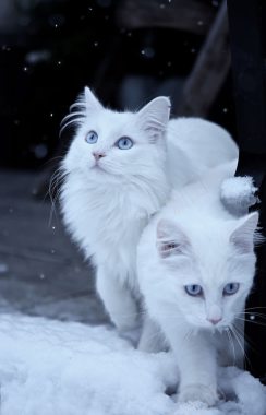 白色蓝眼睛的波斯猫背景