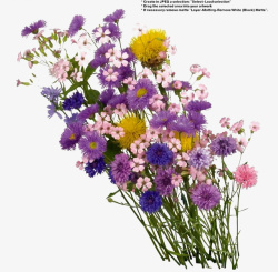 紫色花朵构成的花束素材