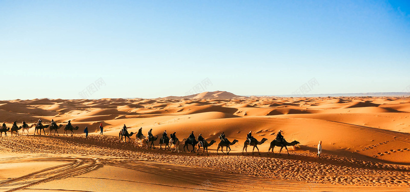 沙漠骆驼蓝天背景图摄影图片