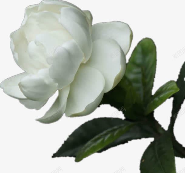 一枝白色的花png免抠素材_88icon https://88icon.com 优美 意境 树叶 白色 绿色 花朵
