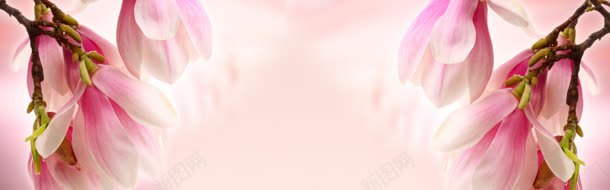 粉色郁金香淘宝海报背景背景