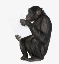 抱着笔记本电脑的黑猩猩素材