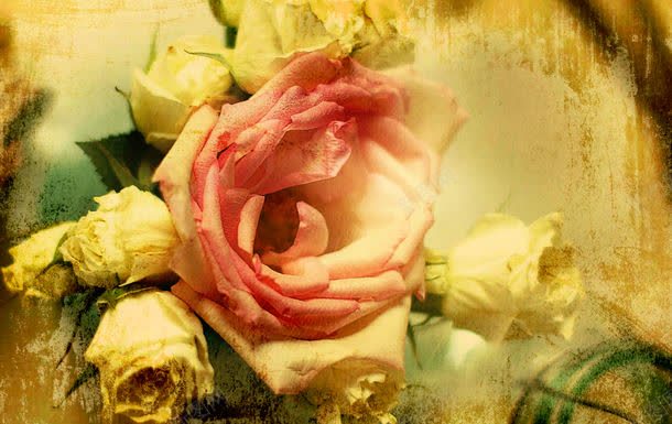 白色粉色玫瑰花朵jpg设计背景_88icon https://88icon.com 图片素材 底纹背景 玫瑰花 白色 白色粉色玫瑰花朵图片 白色粉色玫瑰花朵图片素材下载 粉色 背景 背景图案 背景图片 背景花边