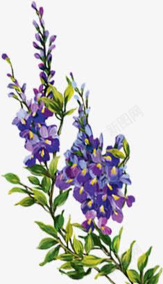 一簇紫色的花朵png免抠素材_88icon https://88icon.com 紫色 花朵