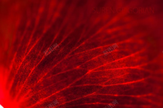 红色树叶经脉壁纸背景