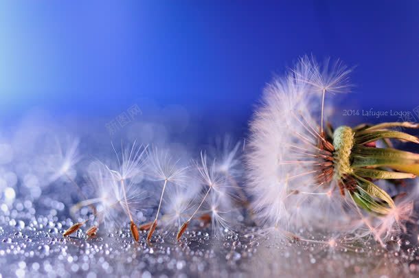 蒲公英蓝色底纹jpg设计背景_88icon https://88icon.com 底纹 素材 蒲公英 蓝色