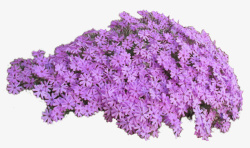 实物紫色绣球花花卉素材