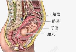 胎盘胎儿的位置高清图片