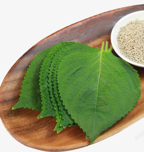 食用紫苏叶png免抠素材_88icon https://88icon.com 双子叶植物纲 唇形科 塔花族 密被长柔毛 直立草本 紫苏叶