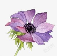 花卉图案卡通鲜花紫色唯美素材