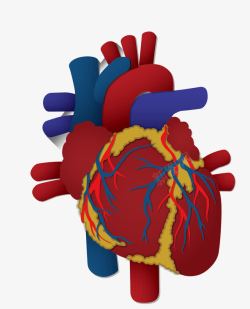 心脑血管卡通图案人体器官高清图片