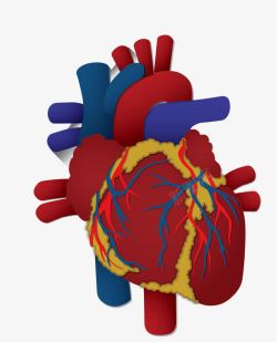 卡通图案人体器官素材