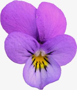 紫色兰花花朵素材