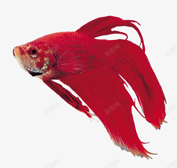 红色观赏鱼png免抠素材_88icon https://88icon.com 小鱼 红色 观赏鱼素材 金鱼 鱼