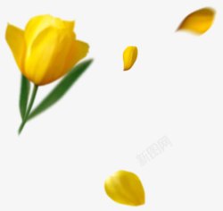 黄色郁金香花朵装饰素材