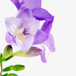 Mila紫白色苍兰高清图片
