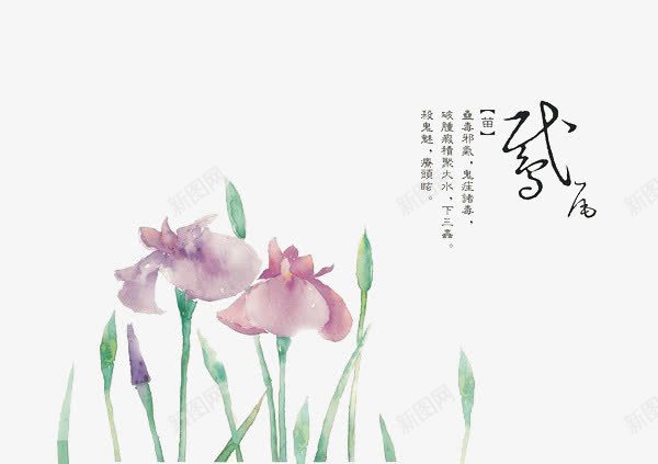 手绘中医中药png免抠素材_88icon https://88icon.com 中医 中国水墨画 中药 本草纲目 植物 草本 药草 鸢尾