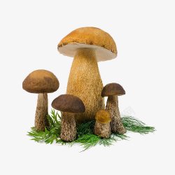 草上面的蘑菇素材