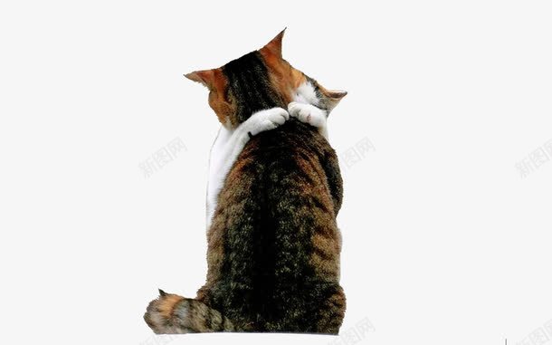 拥抱的猫咪png免抠素材_88icon https://88icon.com 喵星人 拥抱 摄影 有爱 萌萌哒