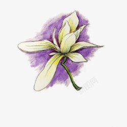 紫色木兰花素材