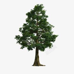 景观前景树素材