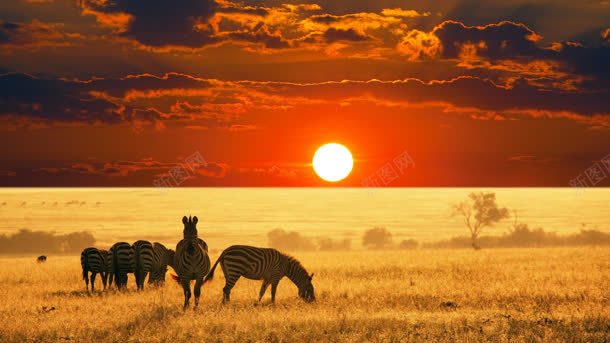 夕阳下的草原斑马背景