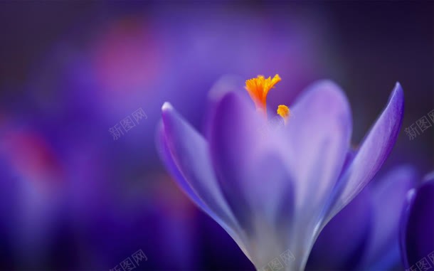唯美紫色花朵的海报背景jpg设计背景_88icon https://88icon.com 海报 紫色 背景 花朵