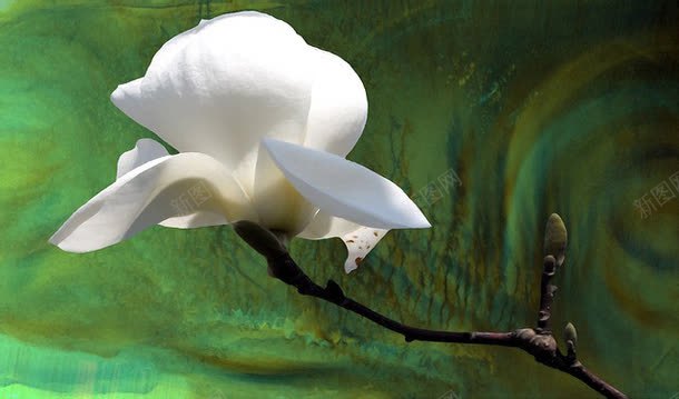 白色的玉兰花插画png免抠素材_88icon https://88icon.com 手绘 植物 生物 自然 花卉