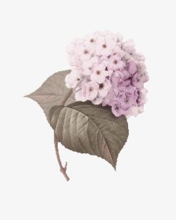 淡紫色绣球花装饰图案素材
