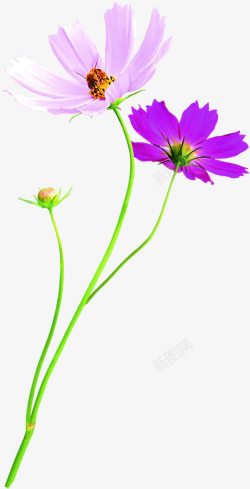粉紫色花朵减肥海报装饰素材
