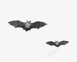 黑色吸血蝙蝠素材
