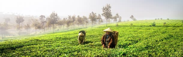 雾蒙蒙的绿色茶园背景