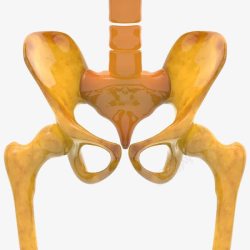 立体3D骨盆指示图素材