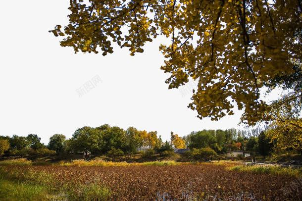 北京圆明园秋景png免抠素材_88icon https://88icon.com 北京 北京景色 旅游 景点 著名 风景