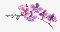 紫色蝴蝶兰素材