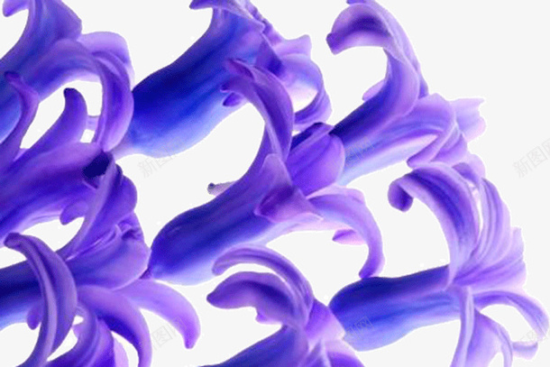 紫罗兰花瓣png免抠素材_88icon https://88icon.com 一束花 单调 紫罗兰 紫罗兰花 紫罗兰花瓣 紫色 花瓣