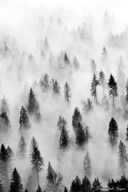 烟雾缭绕树叶白色背景
