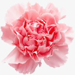 教师节粉色康乃馨花朵手绘免费下素材