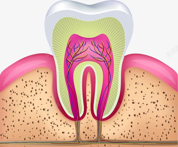 牙齿解剖图png免抠素材_88icon https://88icon.com 卡通 牙齿 解剖图