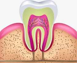 牙齿解剖图素材
