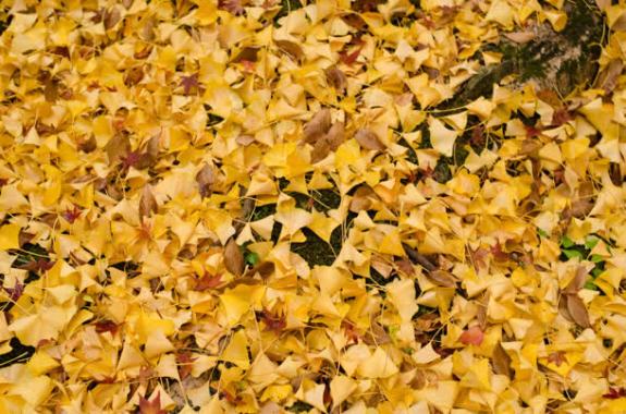 秋天的黄色树叶背景