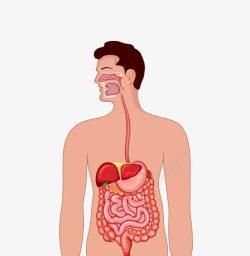 人体肠胃器官图素材