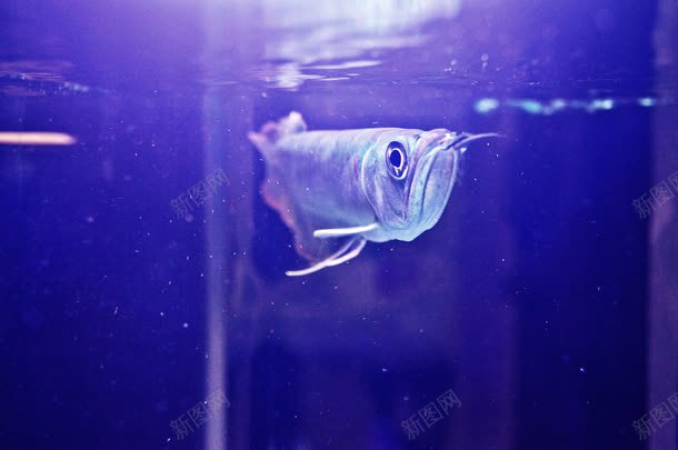 深海鱼类透明动物jpg设计背景_88icon https://88icon.com 动物 深海 透明 鱼类