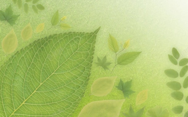 绿色叶子清新大自然壁纸背景