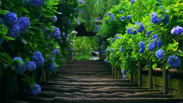 石路两旁的蓝色花朵背景