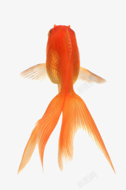 金鱼戏水红色小金鱼高清图片