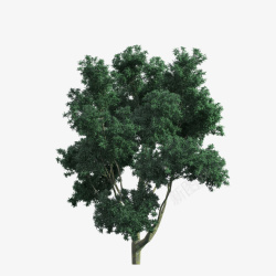 绿色树木树林装饰图案素材