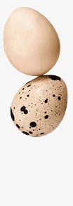 鸟蛋鸡蛋两只鸡蛋素材
